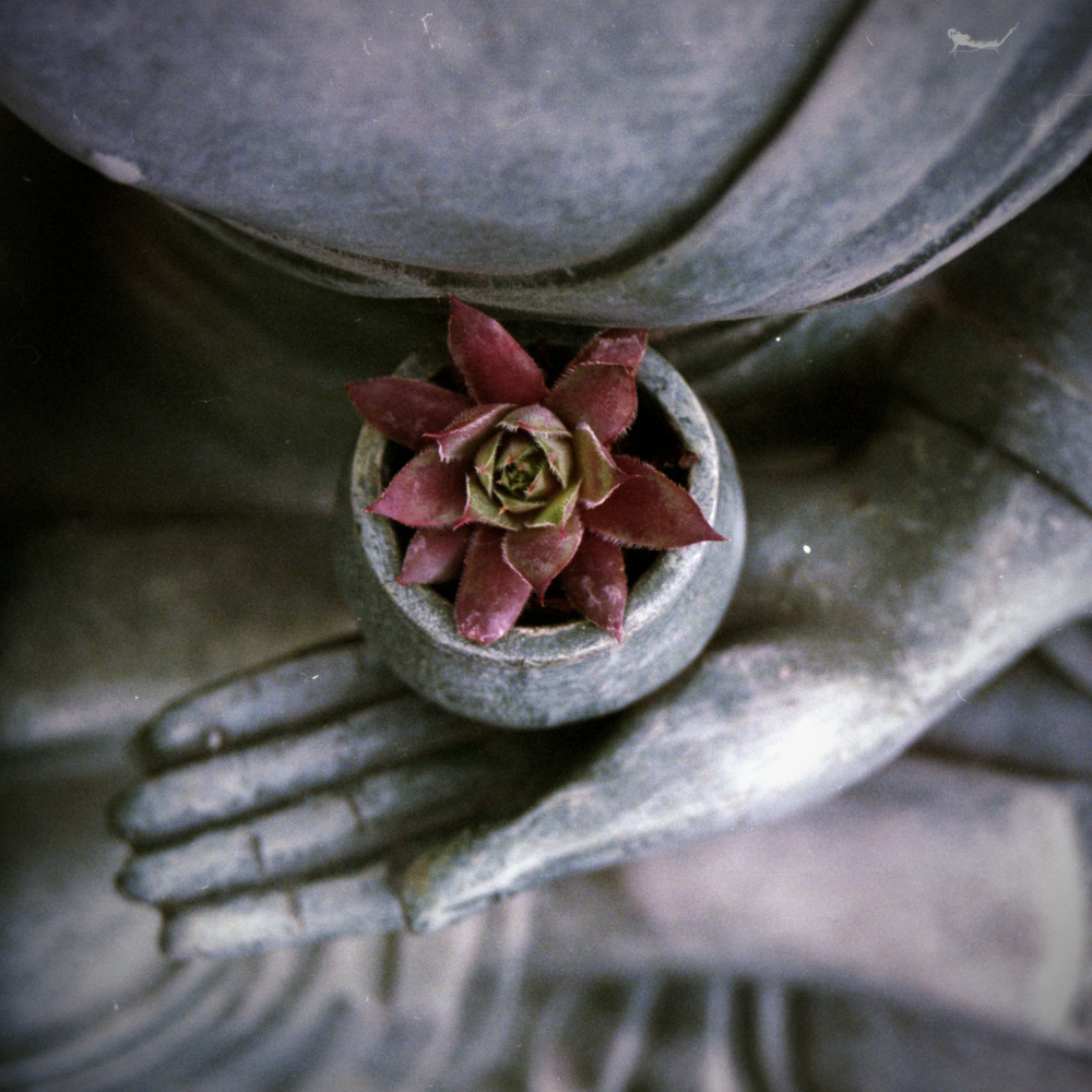 Budha + flower